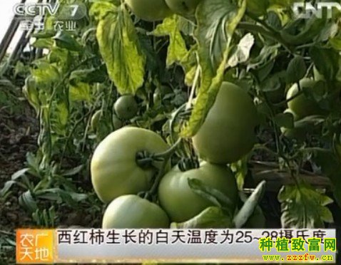 大棚番茄种植
