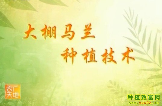 ֲ