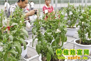 盆栽人参果
