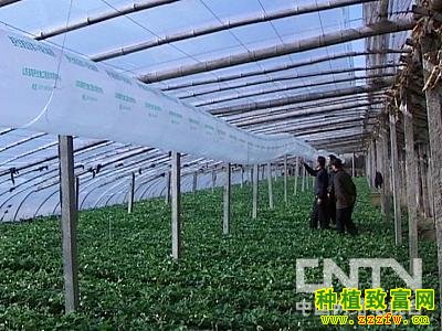 秸秆种果菜