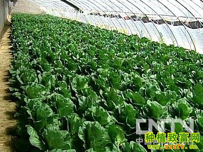 雪梨包心菜