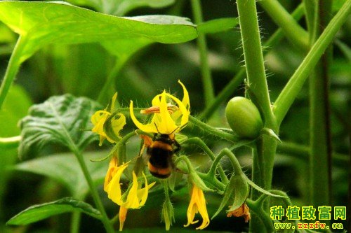 温室大棚番茄熊蜂授粉技术