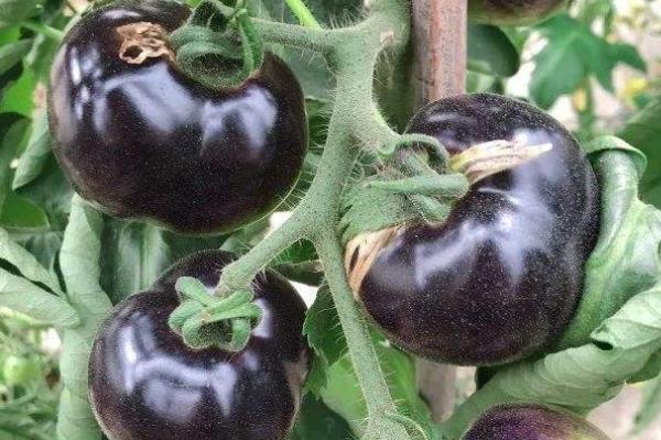 2020年种植业什么最赚钱?推荐4个种植致富项目供参考黑番茄种植