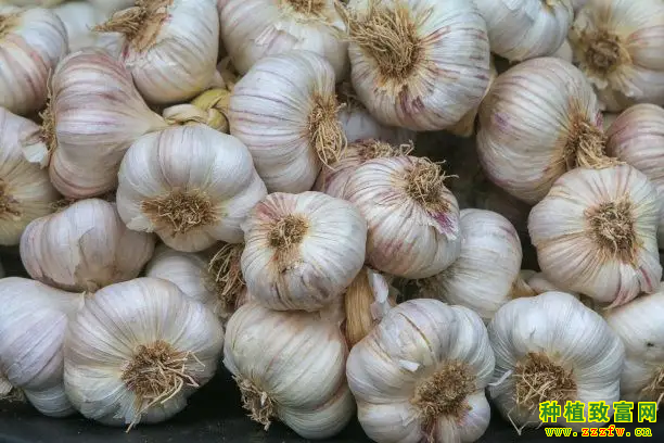 最新大蒜价格行情
