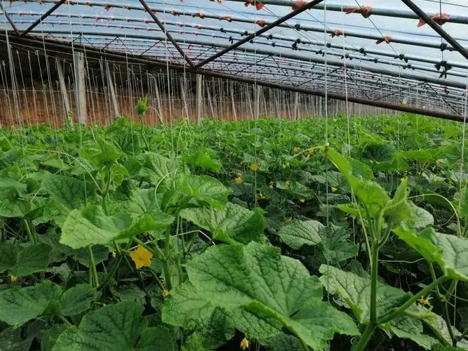 越冬茬黄瓜种植技术三要点